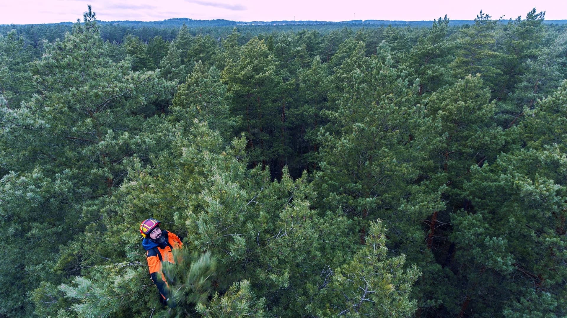 Arborystyka baner